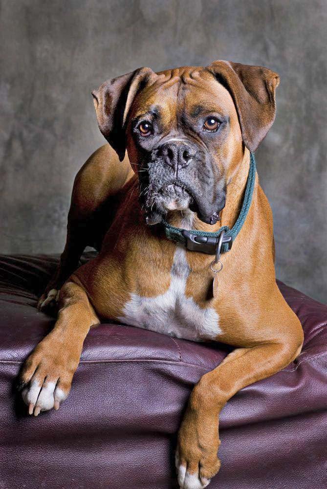 Cool Boxer kicking back