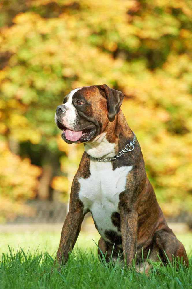 Boxer taking a rest after playing