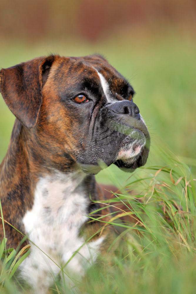 watchful Boxer