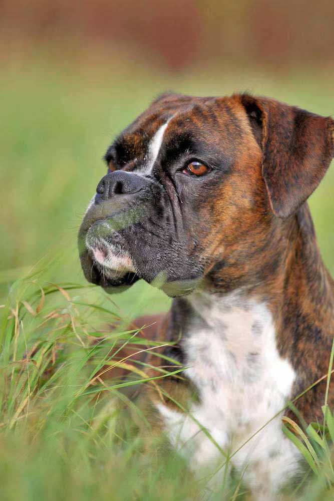 Boxer looking for squirrels