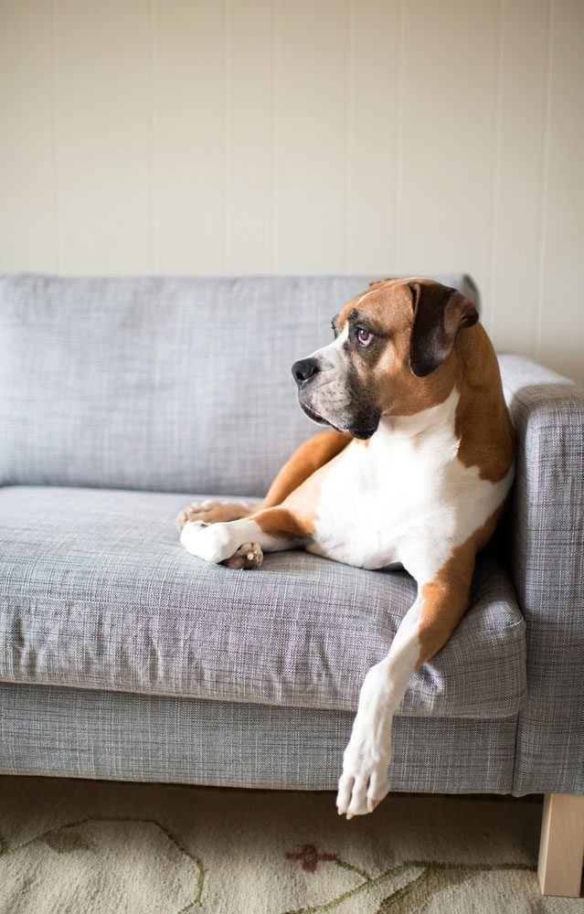 Boxer lounging around