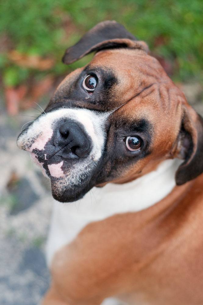 Boxer dog waiting for walk time