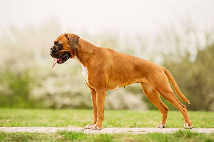 Boxer taking a pose