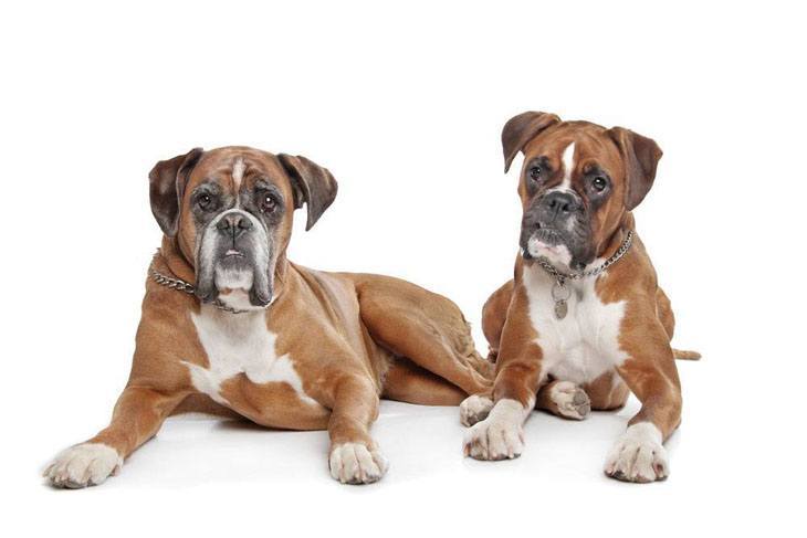 Boxers taking a rest before dinnertime