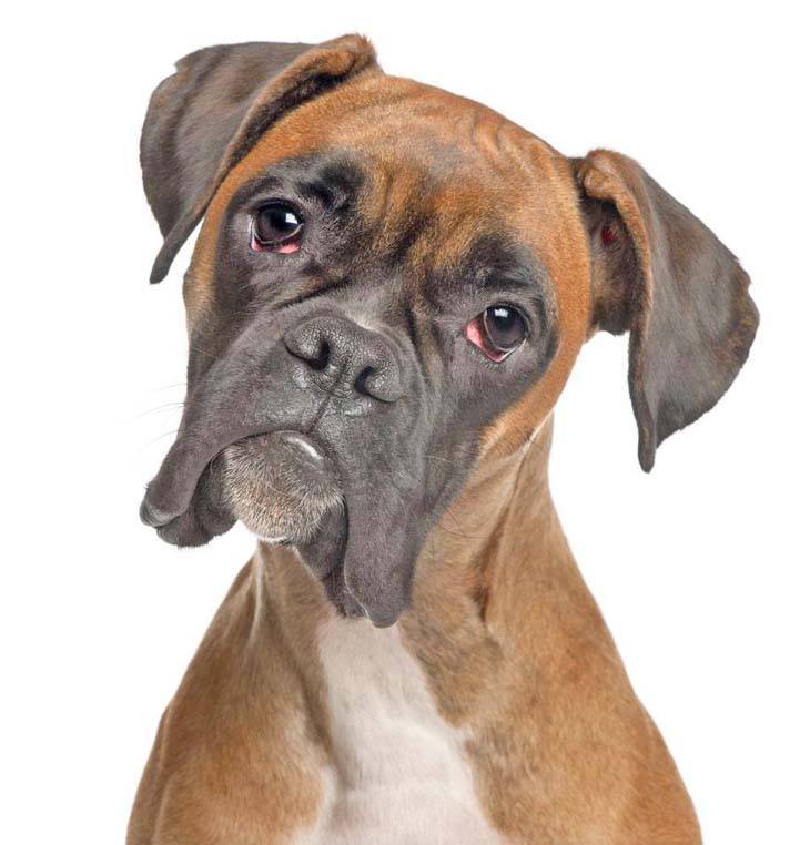 Curious Boxer looking perplexed