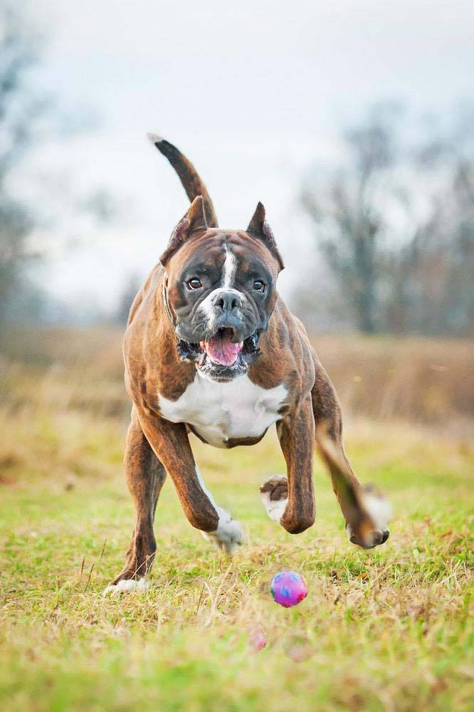 Fast moving Boxer