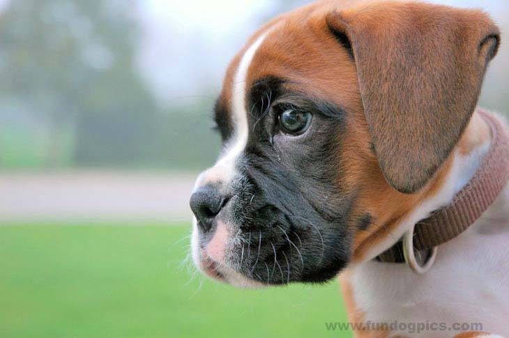 Boxer puppy watching for cats