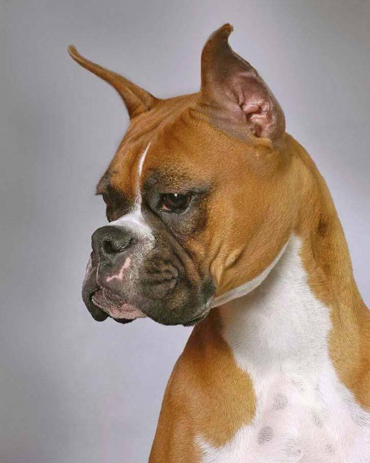 Beautiful Boxer striking a pose