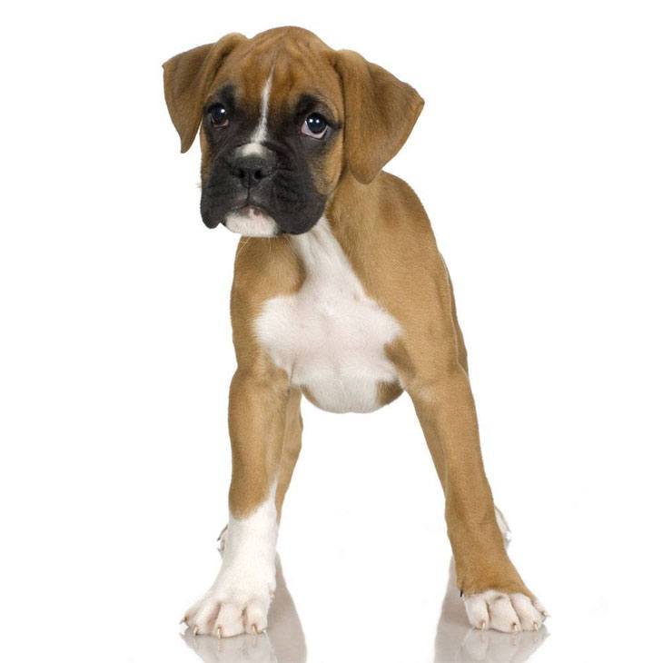 Boxer puppy wanting to play