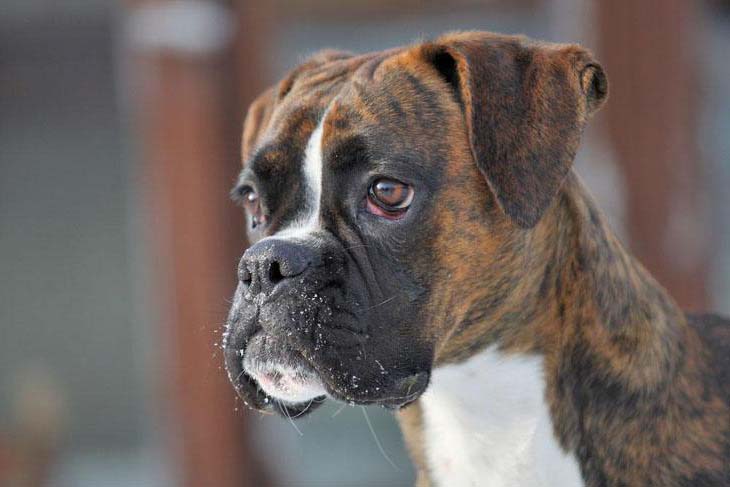 Beautiful Boxer