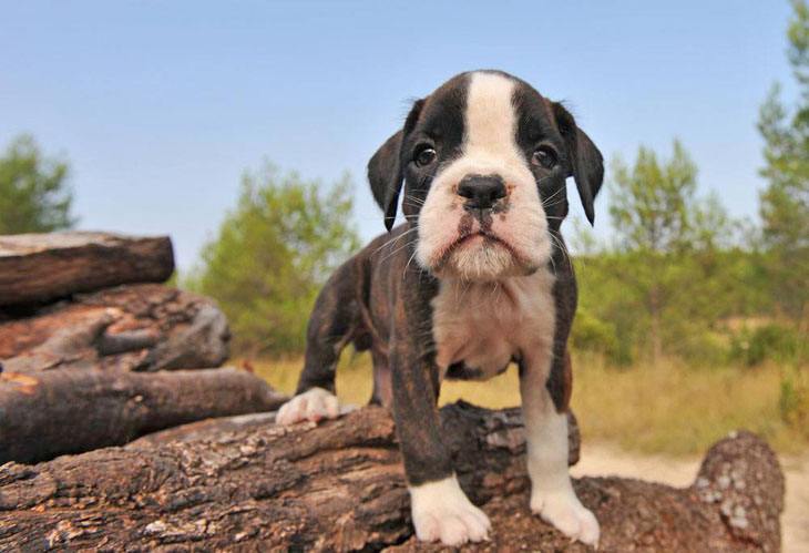 Boxer puppy cutie is lonely