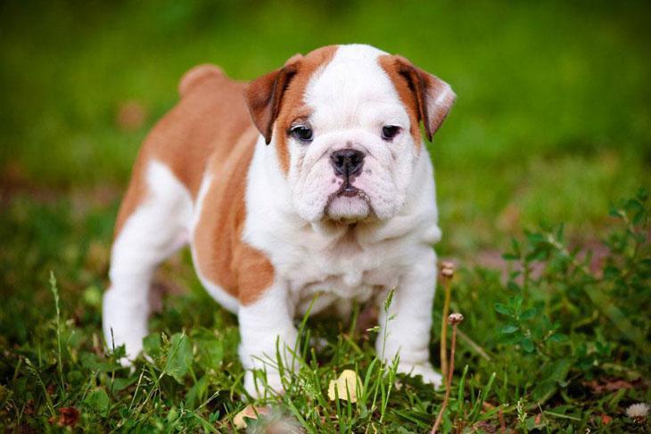 Cute Bulldog puppy