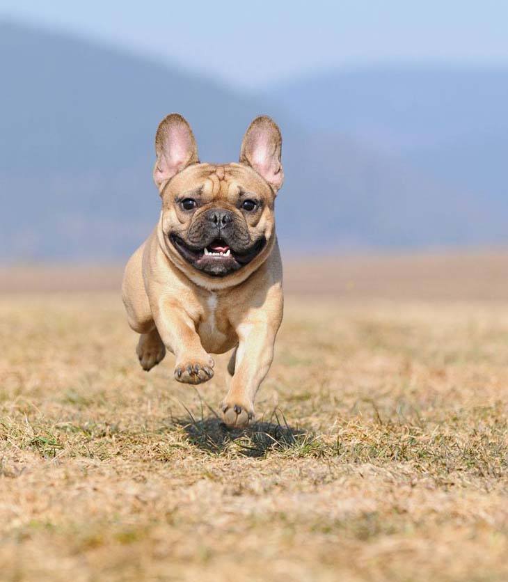 French Bulldog coming in for a kiss