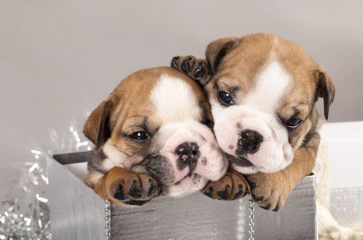 Cute Bulldog brother and sister