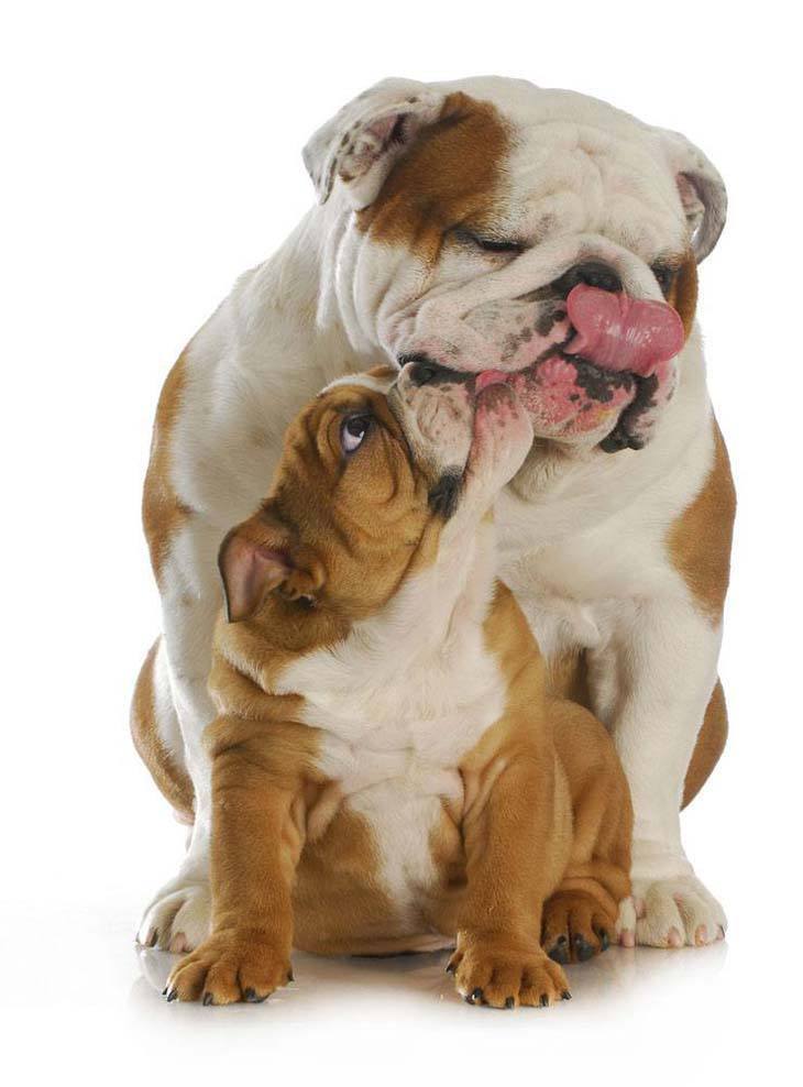 Bulldog puppy and her mom