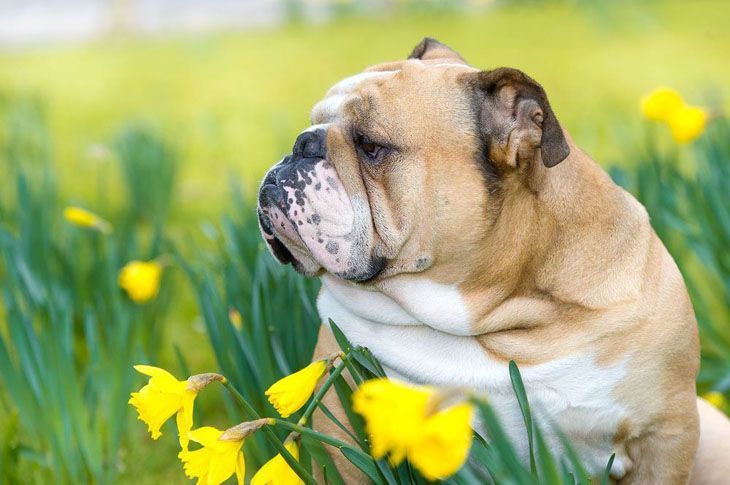 Bulldog enjoying the flowers