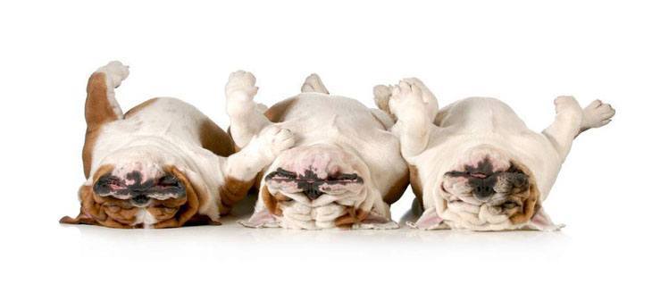 Funny Bulldogs playing dead