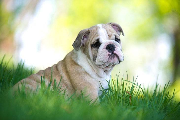 Lonely Bulldog puppy