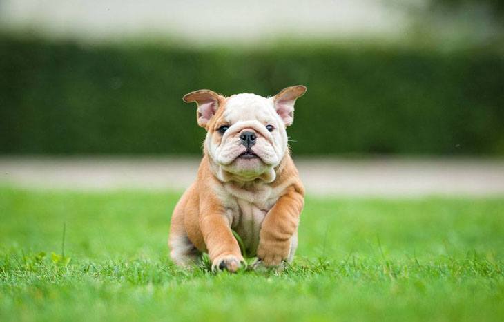 Bulldog puppy surprise