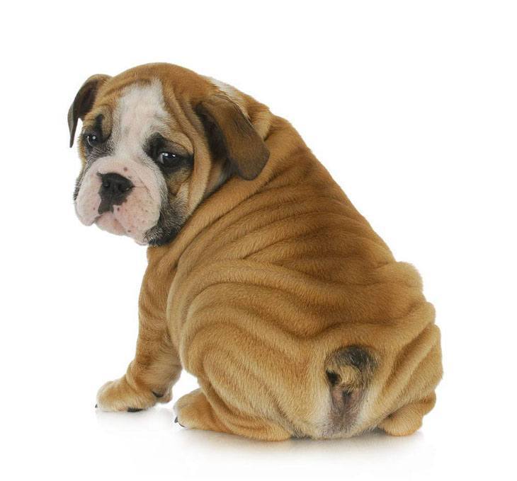 Bashful Bulldog