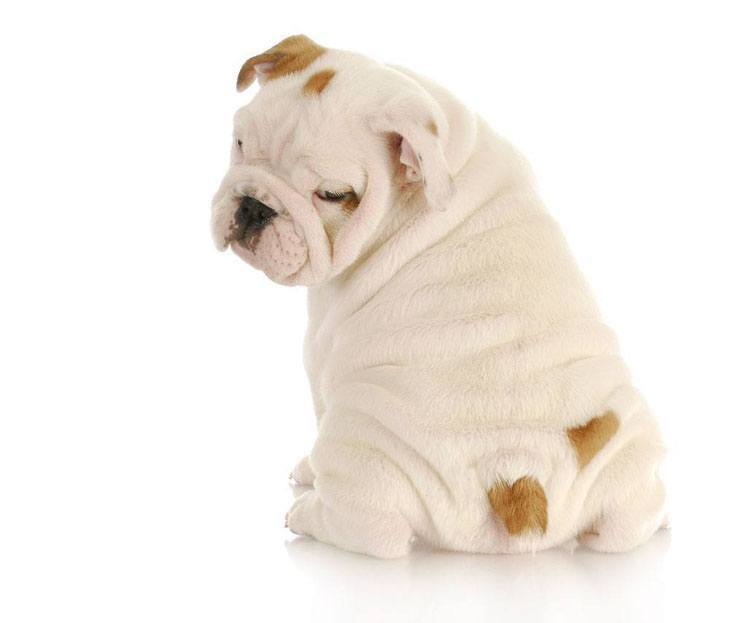 Bulldog that's proud of it's cute bum