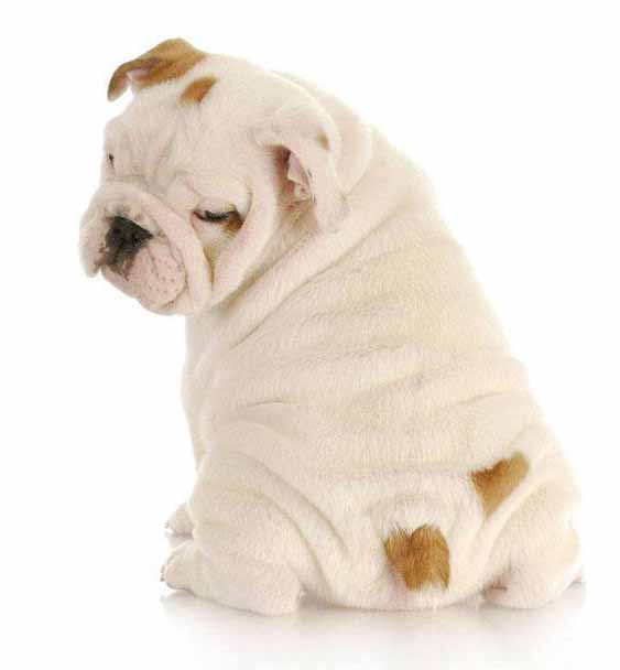 unique bulldog names