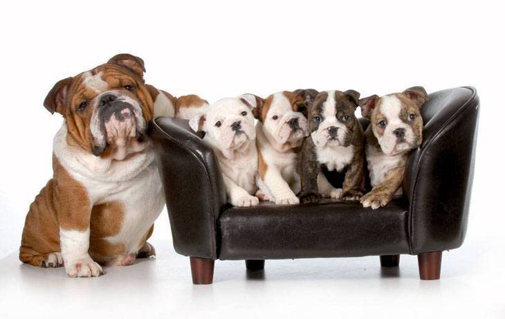 Happy Bulldog mama and her family