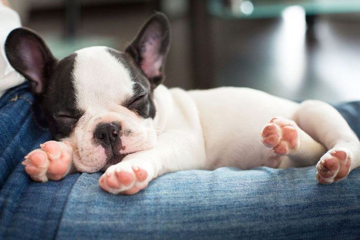 French Bulldog puppy taking a siesta