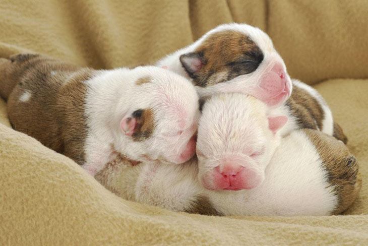 Newborn puppies taking a nap