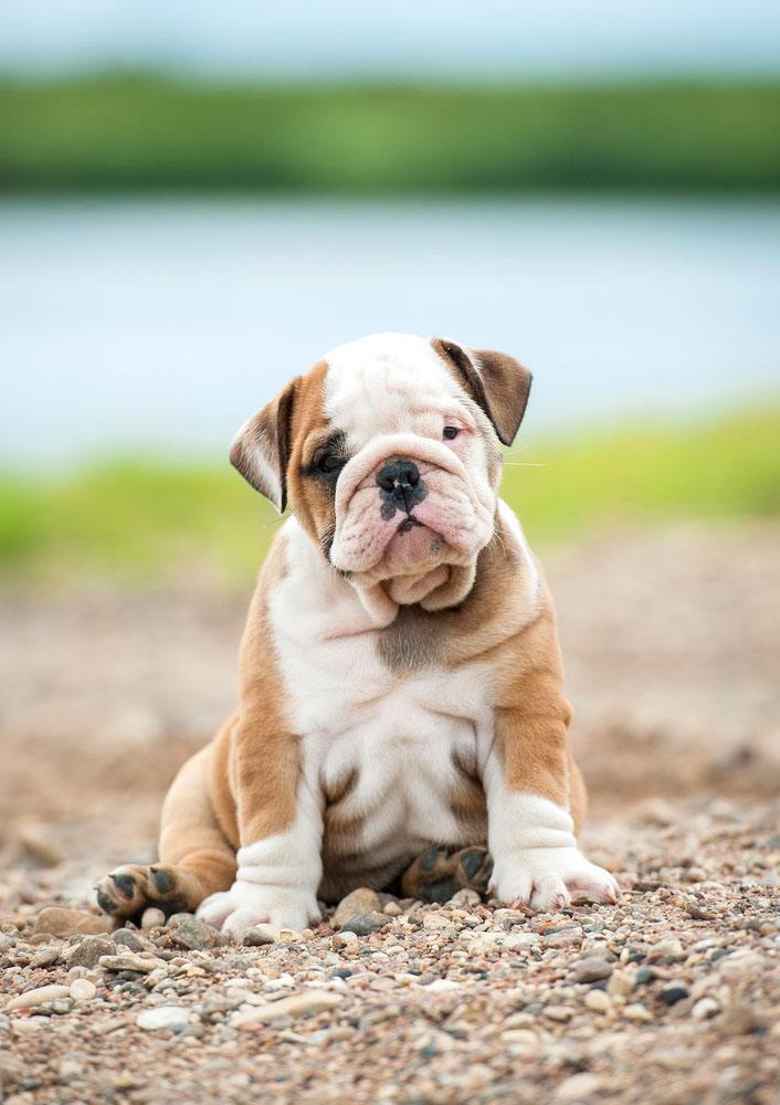 Sad Bulldog puppy