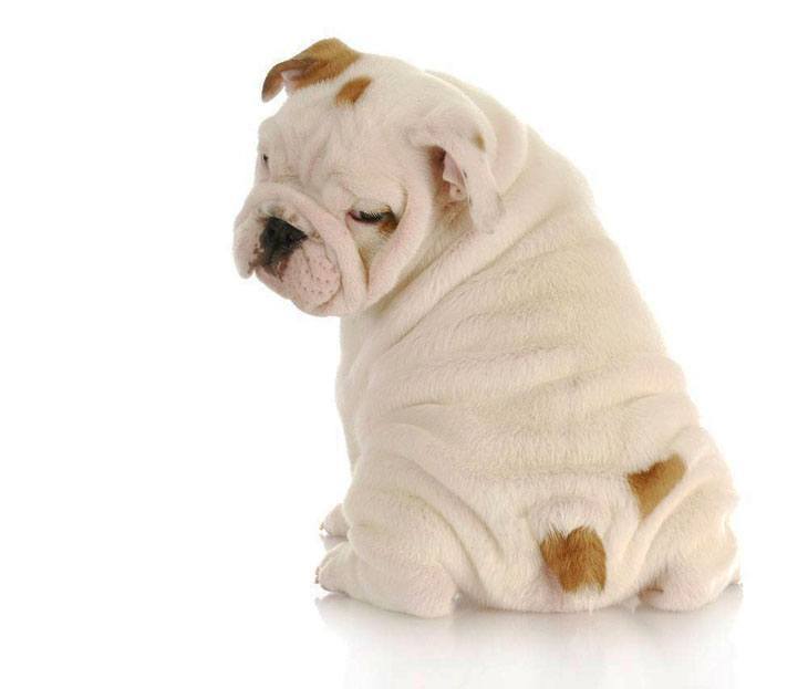 Bulldog puppy admiring it's cute little bum