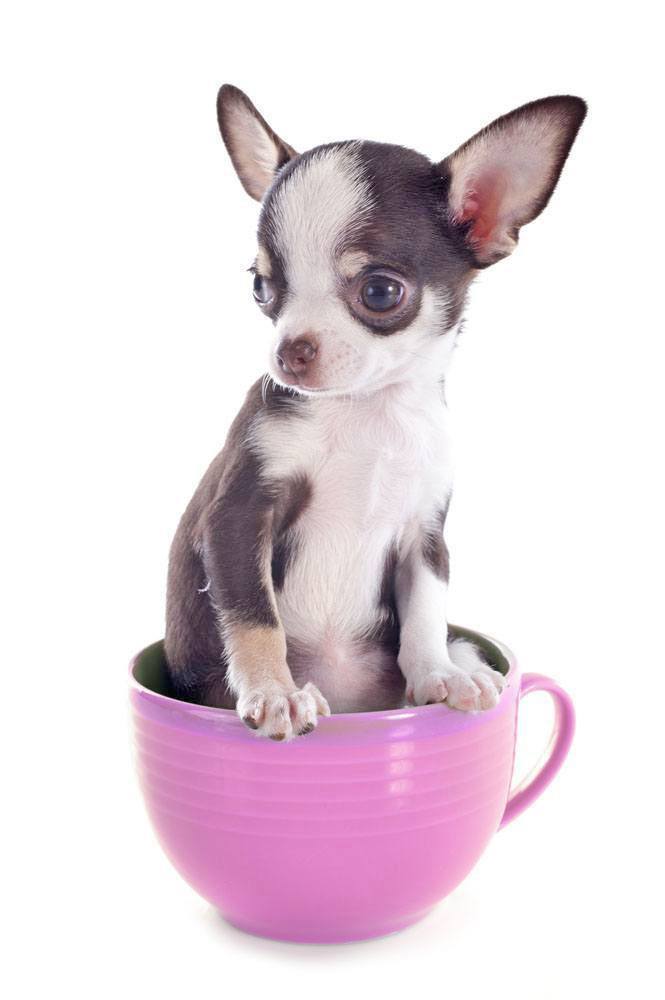 Teacup Chihuahua sitting in a teacup