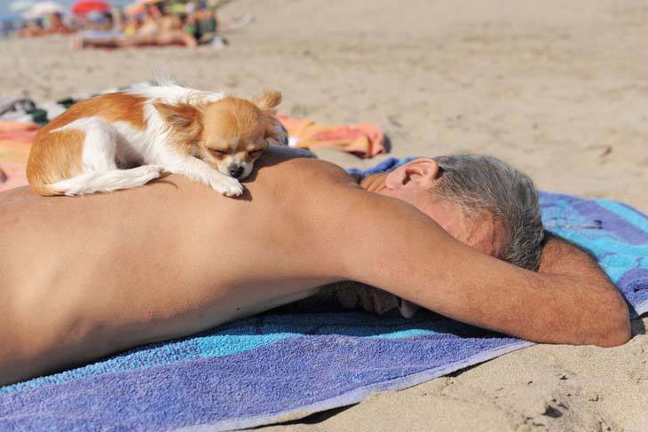 Chihuahua sunblock