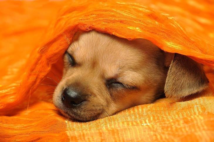 Snoozing Chihuahua cutie
