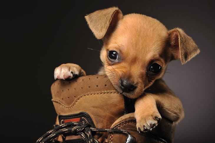 Chihuahua nibbling on shoe