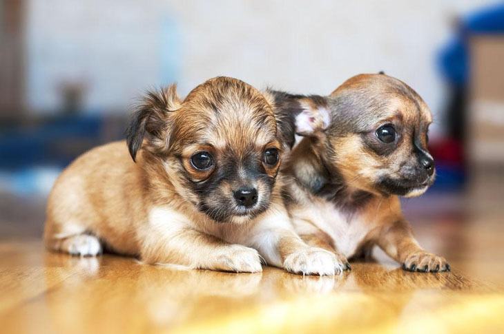 Chihuahua puppy brother and sister