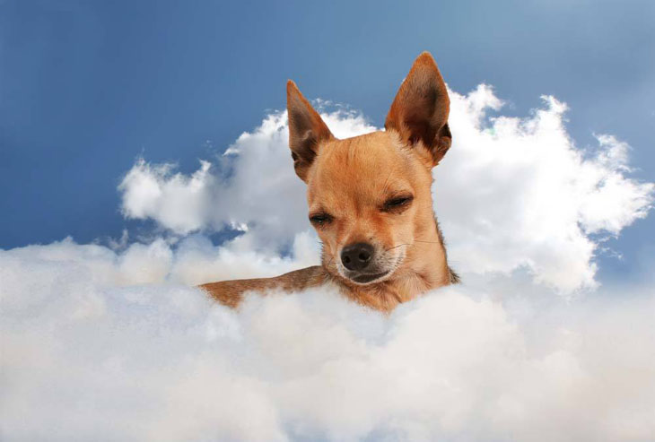 Chihuahua in heaven