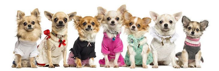 Chihuahua posse