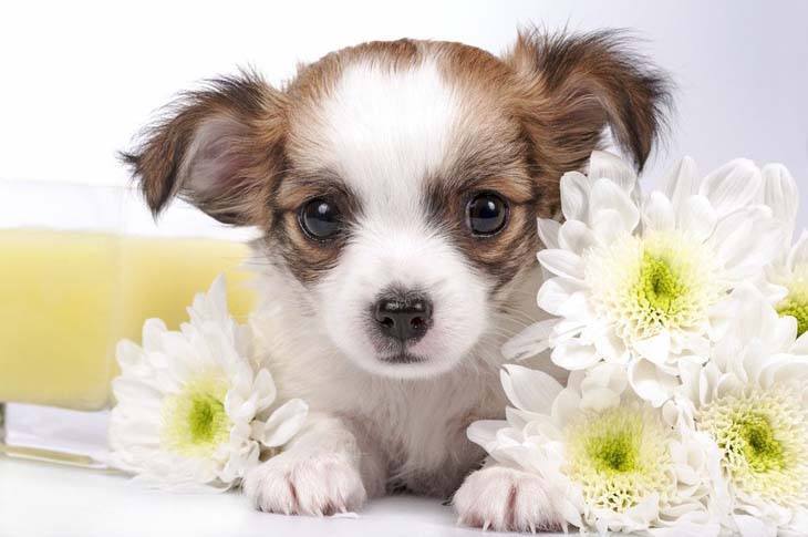 Chihuahua puppy posing with flowers