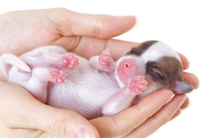 Chihuahua puppy newborn