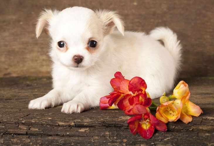 Chihuahua puppy posing for the camera