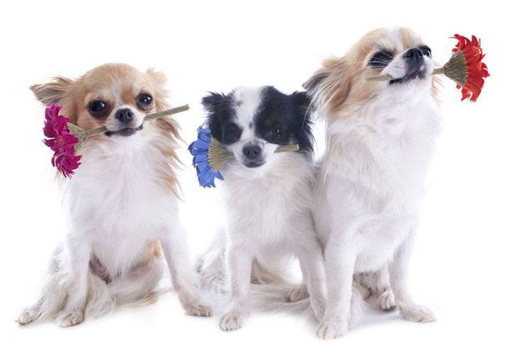 Three romantic Chihuahuas