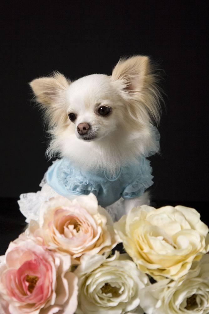 Chihuahua surrounded by flowers