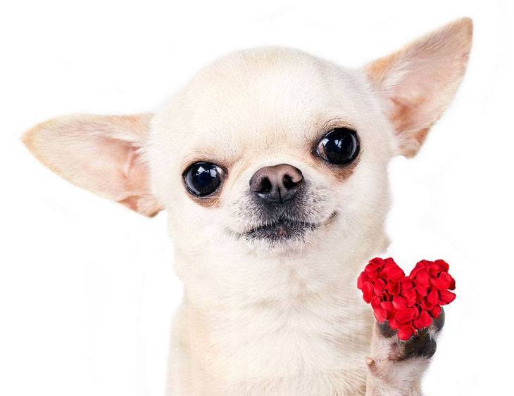 Chihuahua Romeo