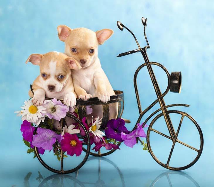 Chihuahua brother and sister out on a bike ride
