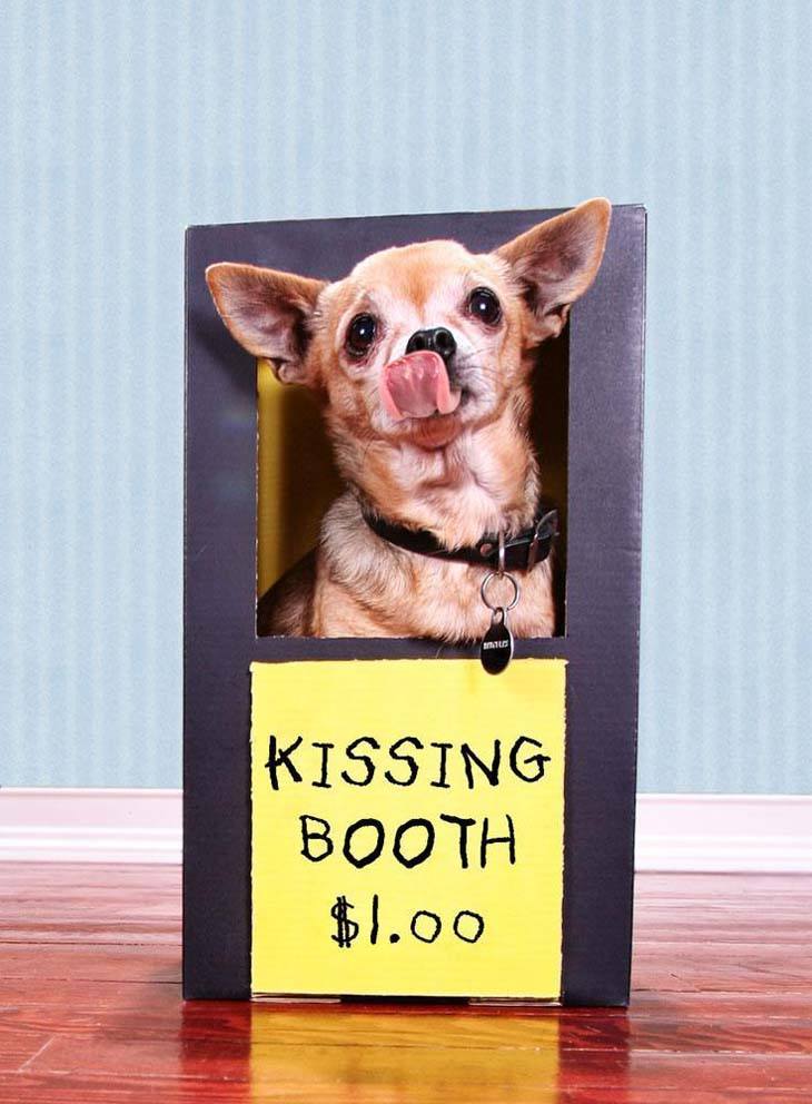 Chihuahua kisses!