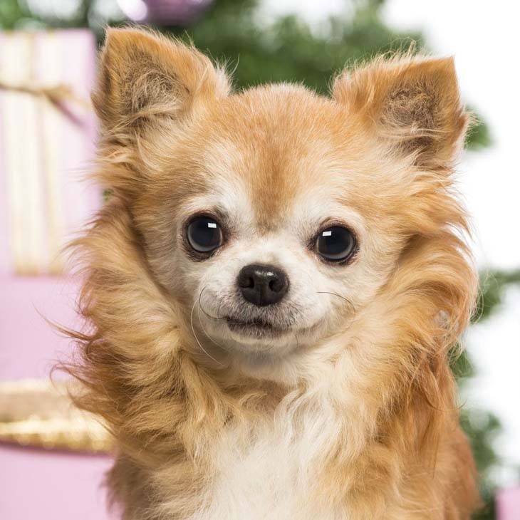 Long haired Chihuahua looking at you