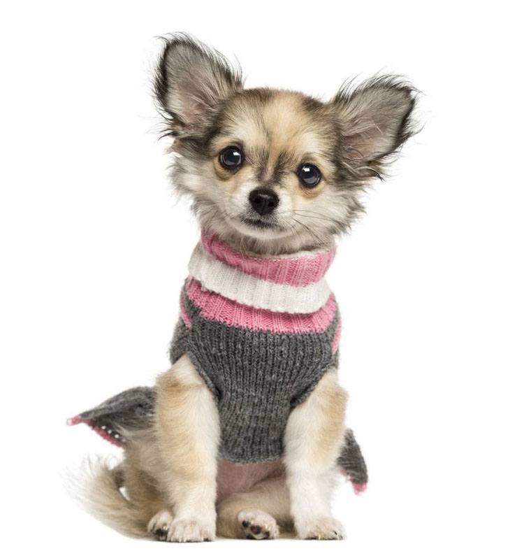 Dapper Chihuahua puppy