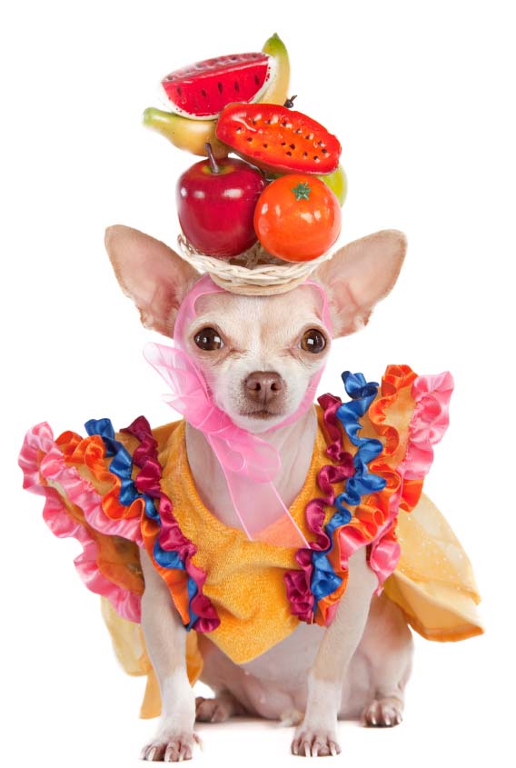 Colorful Chihuahua