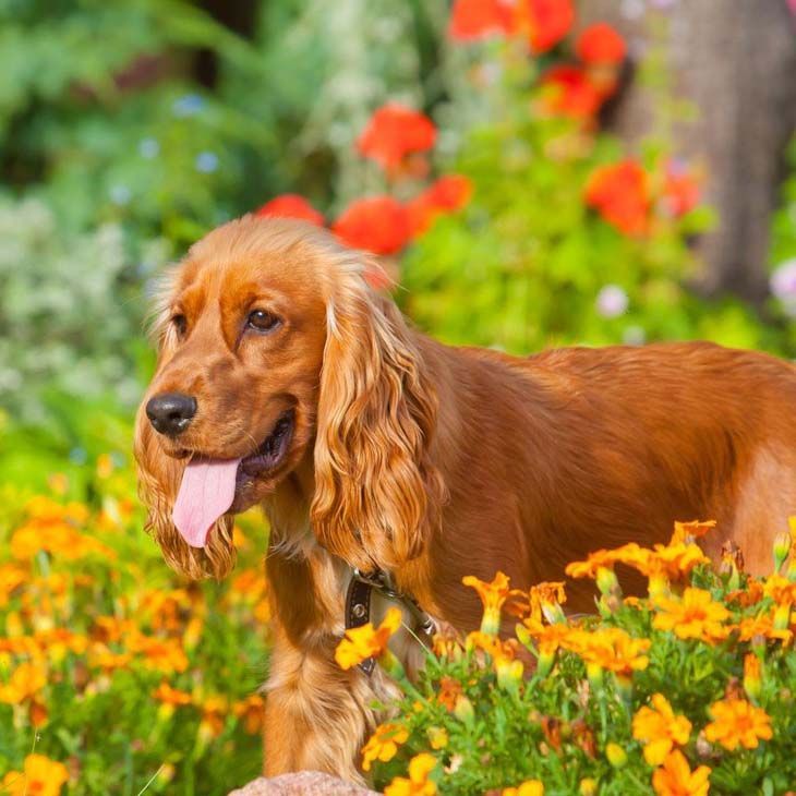 Cocker Spaniel loving the Springtime